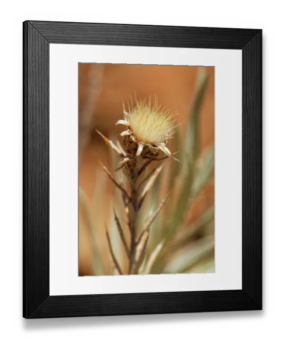 Framed Print : Carline thistle (Carlina xeranthemoides) seedhead on a rocky mountain ridge at 2100m, Teide National Park, Tenerife, Canary Islands. May Framed Print : Carline thistle (Carlina xeranthemoides) seedhead on a rocky mountain ridge at 2100m, Teide National Park, Tenerife, Canary Islands. May
