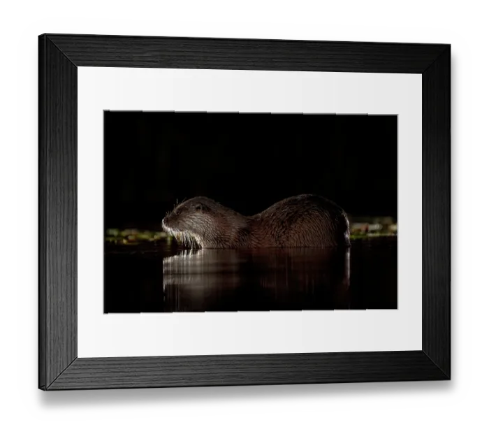 Framed Print : European otter (Lutra lutra) resting in shallow water at night, near Bourne, Lincolnshire, England, UK. January. Controlled conditions