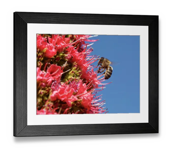Framed Print : Honey bee (Apis mellifera) flying in to nectar from Mount Teide bugloss (Echium wildpretii) flowers, Teide National Park, Tenerife, Canary Islands. May Framed Print : Honey bee (Apis mellifera) flying in to nectar from Mount Teide bugloss (Echium wildpretii) flowers, Teide National Park, Tenerife, Canary Islands. May