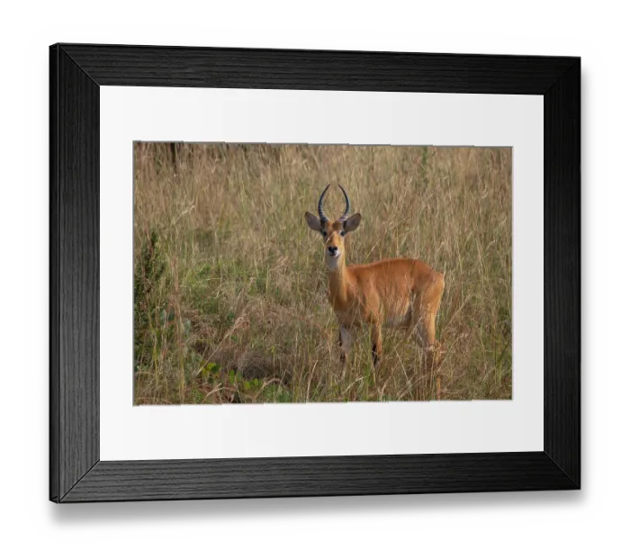 Framed Print : RF - Ugandan kob (Kobus kob thomasi) standing in long grass, Murchison Falls National Park, Uganda. (This image may be licensed either as rights managed or royalty free.) Framed Print : RF - Ugandan kob (Kobus kob thomasi) standing in long grass, Murchison Falls National Park, Uganda. (This image may be licensed either as rights managed or royalty free.)