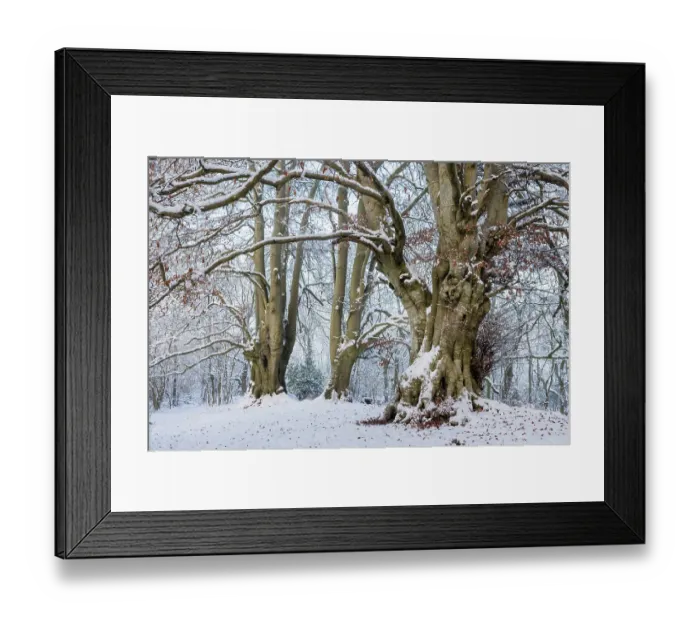 Framed Print : Ancient Beech trees (Fagus sylvatica) in winter, seasonal study, Lineover Wood, Gloucestershire, UK. November. The second largest Beech tree in England