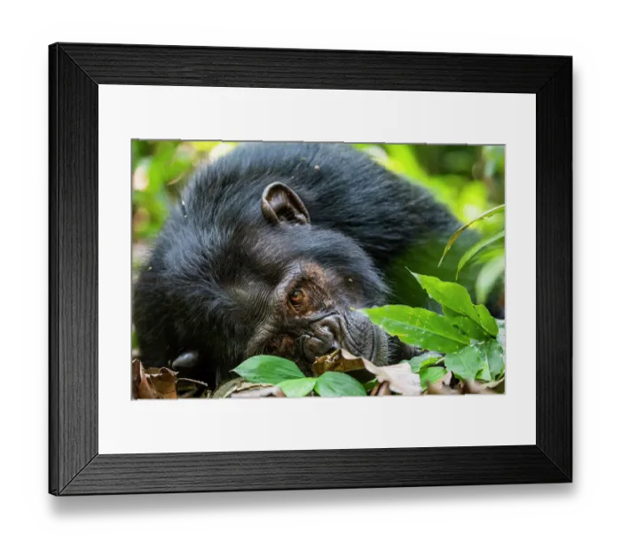 Framed Print : RF - Eastern chimpanzee (Pan troglodytes schweinfurthii) resting on forest floor, Kibale National Park, Uganda. Endangered
