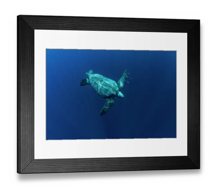 Framed Print : Leatherback sea turtle (Dermochelys coriacea) female, swiming underwater, Kei Islands, Moluccas, Indonesia, Pacific Ocean Framed Print : Leatherback sea turtle (Dermochelys coriacea) female, swiming underwater, Kei Islands, Moluccas, Indonesia, Pacific Ocean