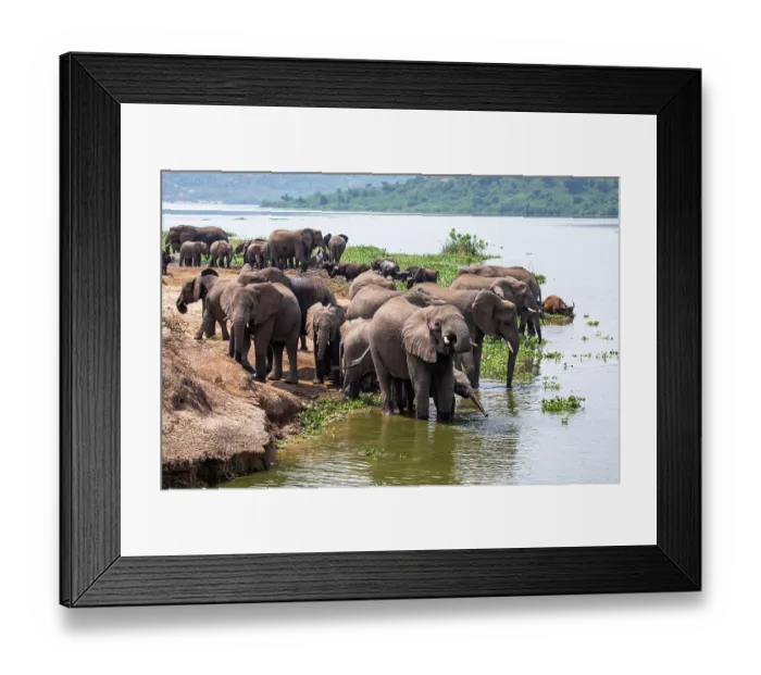 Framed Print : African elephant (Loxodonta africana) herd coming down to river to drink, River Nile, Queen Elizabeth National Park, Uganda. Endangered Framed Print : African elephant (Loxodonta africana) herd coming down to river to drink, River Nile, Queen Elizabeth National Park, Uganda. Endangered