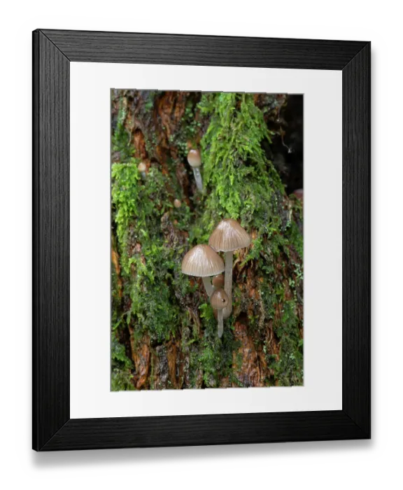 Framed Print : Clustered pine bonnets (Mycena stipata) growing on log, Surrey, England, UK. October Framed Print : Clustered pine bonnets (Mycena stipata) growing on log, Surrey, England, UK. October