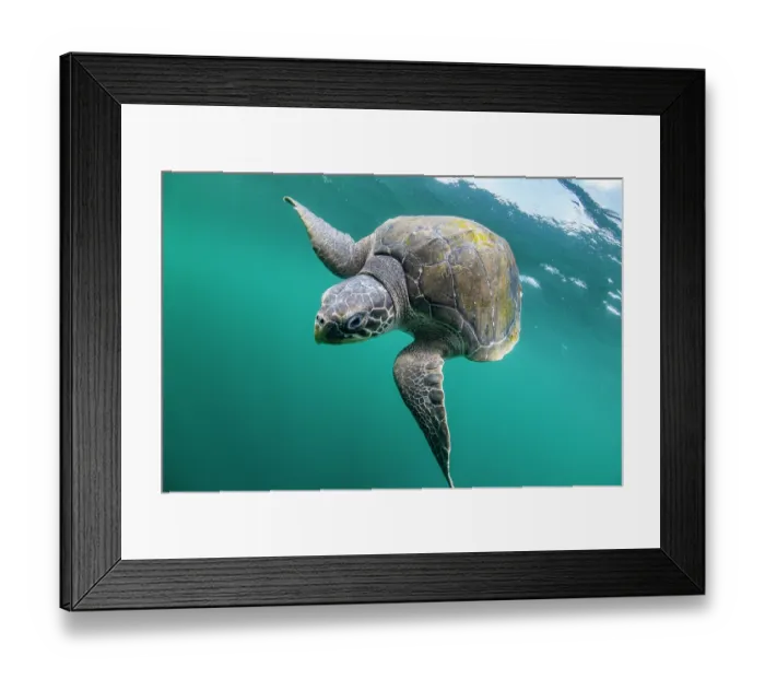 Framed Print : Olive ridley sea turtle (Lepidochelys olivacea) juvenile, swimming underwater, Kei Islands, Moluccas, Indonesia, Pacific Ocean Framed Print : Olive ridley sea turtle (Lepidochelys olivacea) juvenile, swimming underwater, Kei Islands, Moluccas, Indonesia, Pacific Ocean