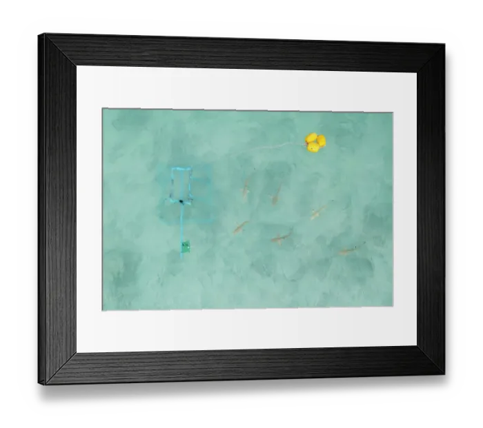 Framed Print : Aerial view of group of newborn Blacktip reef sharks (Carcharhinus melanopterus) investigating a bait container of a Baited Remote Underwater Video (BRUV) Framed Print : Aerial view of group of newborn Blacktip reef sharks (Carcharhinus melanopterus) investigating a bait container of a Baited Remote Underwater Video (BRUV)