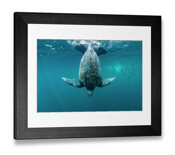 Framed Print : Leatherback sea turtle (Dermochelys coriacea) female, diving down from the surface surrounded by shoal of fish, Kei Islands, Moluccas, Indonesia, Pacific Ocean Framed Print : Leatherback sea turtle (Dermochelys coriacea) female, diving down from the surface surrounded by shoal of fish, Kei Islands, Moluccas, Indonesia, Pacific Ocean
