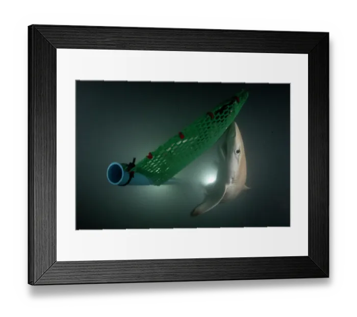 Framed Print : Blacktip reef shark (Carcharhinus melanopterus) newborn pup Framed Print : Blacktip reef shark (Carcharhinus melanopterus) newborn pup