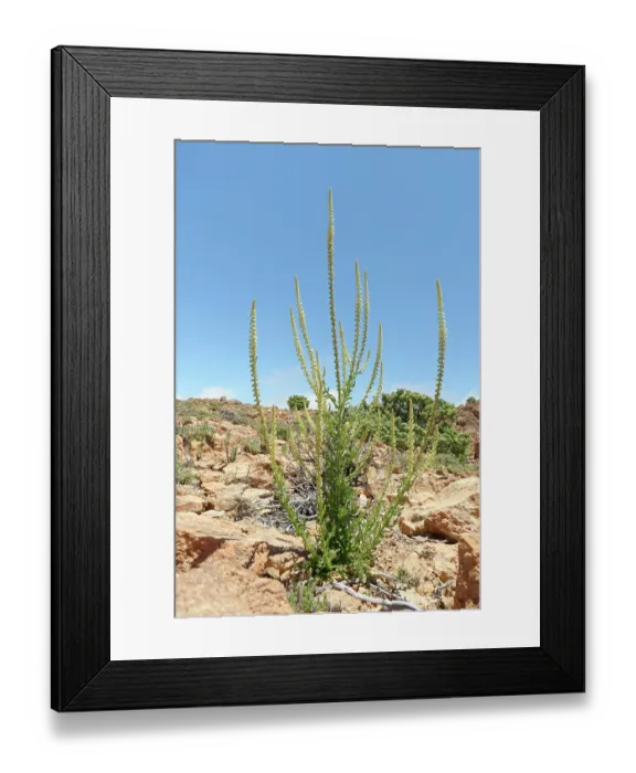 Framed Print : Dyer's rocket (Reseda luteola) flowering spikes on a rocky mountain ridge at 2100m, Teide National Park, Tenerife, Canary Islands. May Framed Print : Dyer's rocket (Reseda luteola) flowering spikes on a rocky mountain ridge at 2100m, Teide National Park, Tenerife, Canary Islands. May