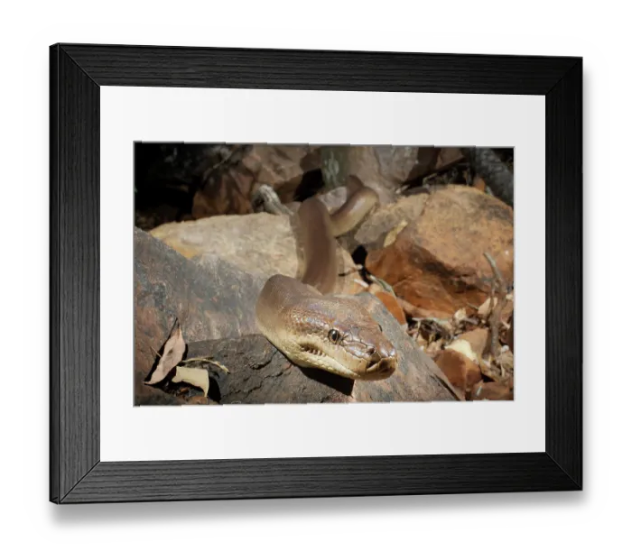 Framed Print : Olive python (Liasis olivaceus) hunting at night in a dry creek bed, Adelaide River Hills, Northern Territory, Australia Framed Print : Olive python (Liasis olivaceus) hunting at night in a dry creek bed, Adelaide River Hills, Northern Territory, Australia