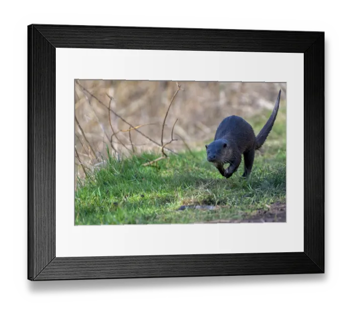 Framed Print : European otter (Lutra lutra) female, running along riverbank, Little Ouse River, Norfolk, England, UK. February Framed Print : European otter (Lutra lutra) female, running along riverbank, Little Ouse River, Norfolk, England, UK. February