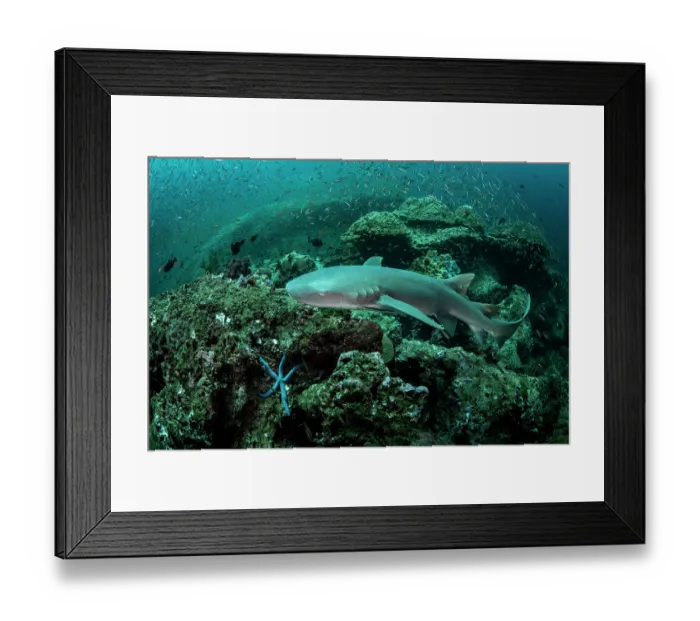 Framed Print : RF - Tawny nurse shark (Nebrius ferrugineus) swimming over rocky boulder among a large school of fish, searching for resting place in the reef, Koh Tachai