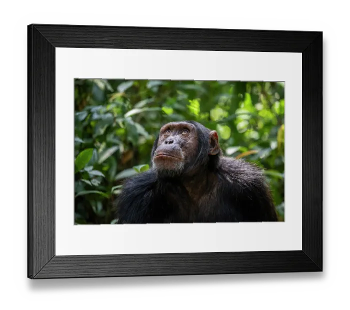 Framed Print : Eastern chimpanzee (Pan troglodytes schweinfurthii) portrait, Kibale National Park, Uganda. Endangered Framed Print : Eastern chimpanzee (Pan troglodytes schweinfurthii) portrait, Kibale National Park, Uganda. Endangered