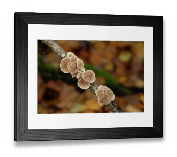 Framed Print : Variable oysterling (Crepidotus variabilis) underside of caps showing gills on Beech (Fagus sp.) twig, Surrey, England, UK. November Framed Print : Variable oysterling (Crepidotus variabilis) underside of caps showing gills on Beech (Fagus sp.) twig, Surrey, England, UK. November