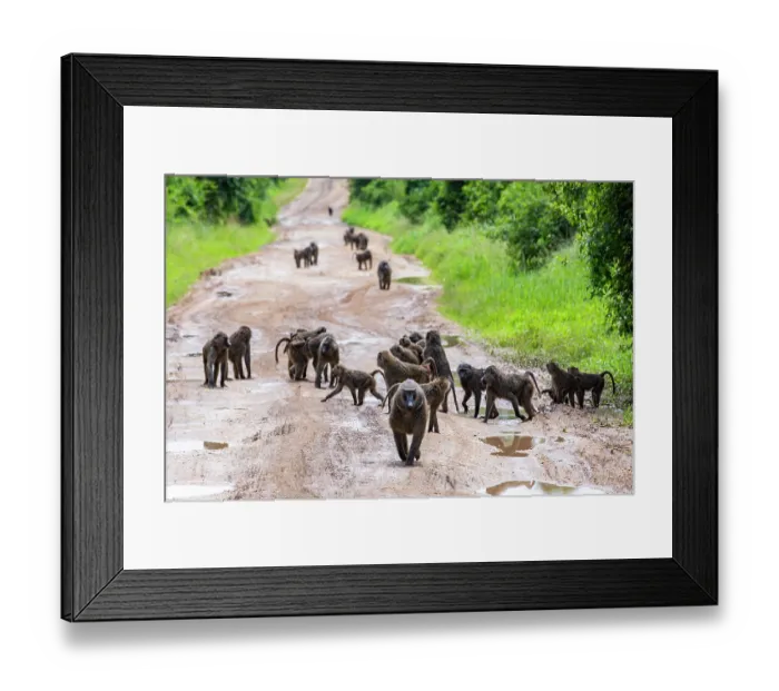 Framed Print : Olive baboon (Papio anubis) troop walking along dirt road, Queen Elizabeth National Park, Uganda Framed Print : Olive baboon (Papio anubis) troop walking along dirt road, Queen Elizabeth National Park, Uganda