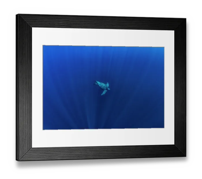 Framed Print : Leatherback sea turtle (Dermochelys coriacea) male, swimming to the depths with sun rays, Kei Islands, Moluccas, Indonesia, Pacific Ocean Framed Print : Leatherback sea turtle (Dermochelys coriacea) male, swimming to the depths with sun rays, Kei Islands, Moluccas, Indonesia, Pacific Ocean