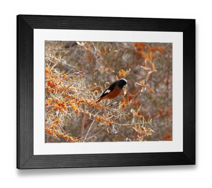 Framed Print : White-winged redstart (Phoenicurus erythrogastrus) male, perched on Sea buckthorn (Hippophae sp.) bush, Ulley, Ladakh, India Framed Print : White-winged redstart (Phoenicurus erythrogastrus) male, perched on Sea buckthorn (Hippophae sp.) bush, Ulley, Ladakh, India