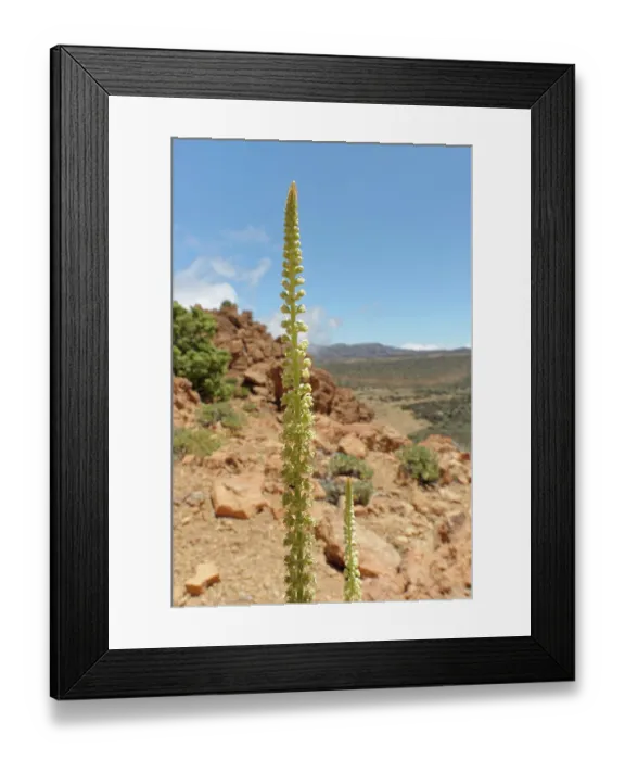 Framed Print : Dyer's rocket (Reseda luteola) flowering spikes on a rocky mountain ridge at 2100m, Teide National Park, Tenerife, Canary Islands. May Framed Print : Dyer's rocket (Reseda luteola) flowering spikes on a rocky mountain ridge at 2100m, Teide National Park, Tenerife, Canary Islands. May