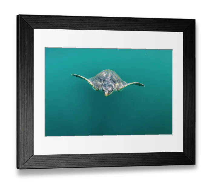Framed Print : Olive ridley sea turtle (Lepidochelys olivacea) juvenile, swimming underwater, Kei Islands, Moluccas, Indonesia, Pacific Ocean Framed Print : Olive ridley sea turtle (Lepidochelys olivacea) juvenile, swimming underwater, Kei Islands, Moluccas, Indonesia, Pacific Ocean