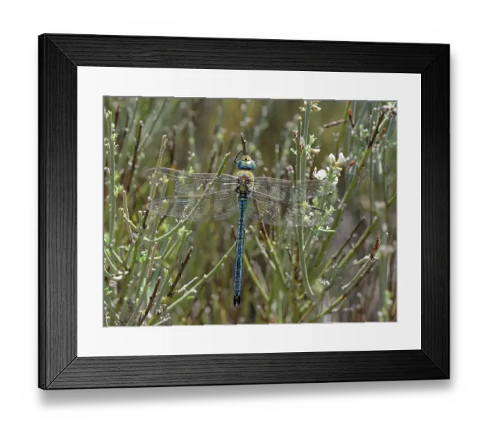 Framed Print : Emperor dragonfly (Anax imperator) male, resting on Teide white broom (Spartocytisus supranubius) bush at 2000m altitude, Teide National Park, Tenerife, Canary Islands. May Framed Print : Emperor dragonfly (Anax imperator) male, resting on Teide white broom (Spartocytisus supranubius) bush at 2000m altitude, Teide National Park, Tenerife, Canary Islands. May