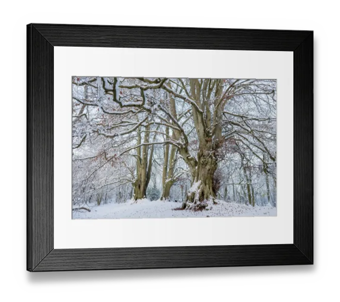 Framed Print : Ancient Beech trees (Fagus sylvatica) in winter, seasonal study, Lineover Wood, Gloucestershire, UK. November. The second largest Beech tree in England