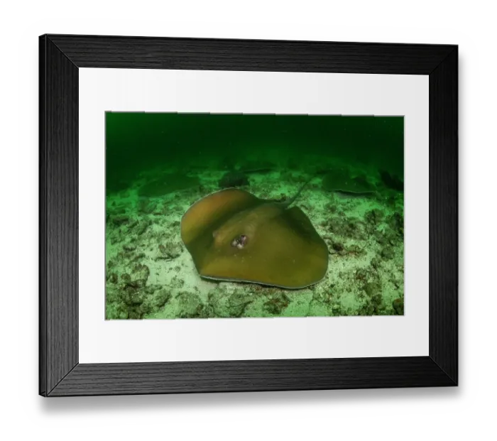 Framed Print : Large group of Jenkin's whiprays (Pateobatis jenkinsii) resting together in an undefined aggregation on the seafloor, Richelieu Rock, Mu Koh Surin National Park, Phang-nga Framed Print : Large group of Jenkin's whiprays (Pateobatis jenkinsii) resting together in an undefined aggregation on the seafloor, Richelieu Rock, Mu Koh Surin National Park, Phang-nga