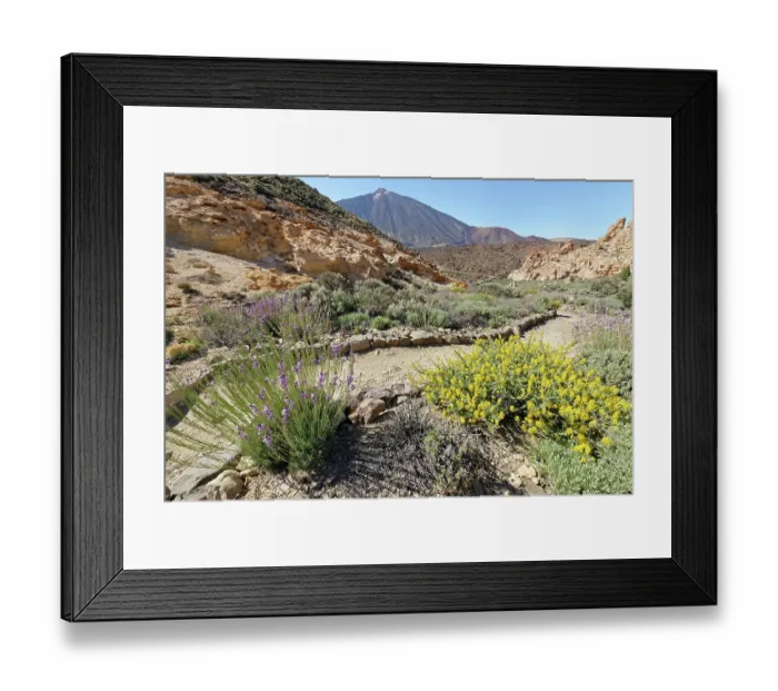 Framed Print : Teide wallflower (Erysimum scoparium) Framed Print : Teide wallflower (Erysimum scoparium)