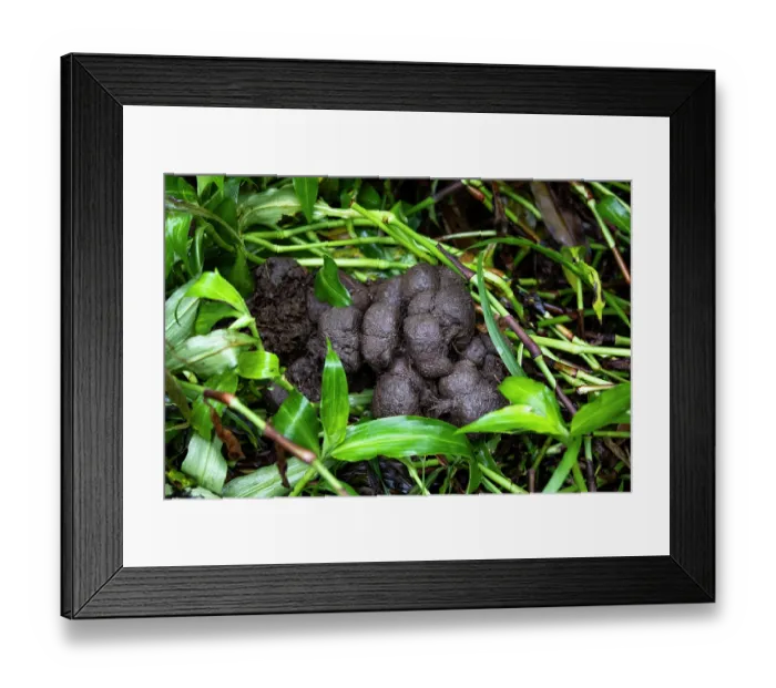 Framed Print : Mountain gorilla (Gorilla beringei beringei) faeces, Bwindi Impenetrable Forest, Uganda Framed Print : Mountain gorilla (Gorilla beringei beringei) faeces, Bwindi Impenetrable Forest, Uganda