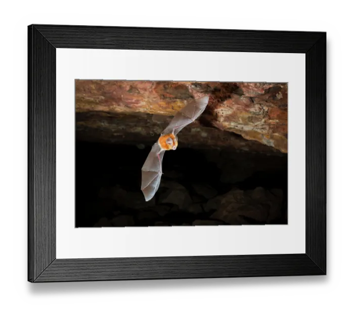 Framed Print : Dusky leaf-nosed bat (Hipposideros ater) in flight, emerging from a sandstone cave in an escarpment, Adelaide River Hills, Northern Territory, Australia. Camera trap image Framed Print : Dusky leaf-nosed bat (Hipposideros ater) in flight, emerging from a sandstone cave in an escarpment, Adelaide River Hills, Northern Territory, Australia. Camera trap image
