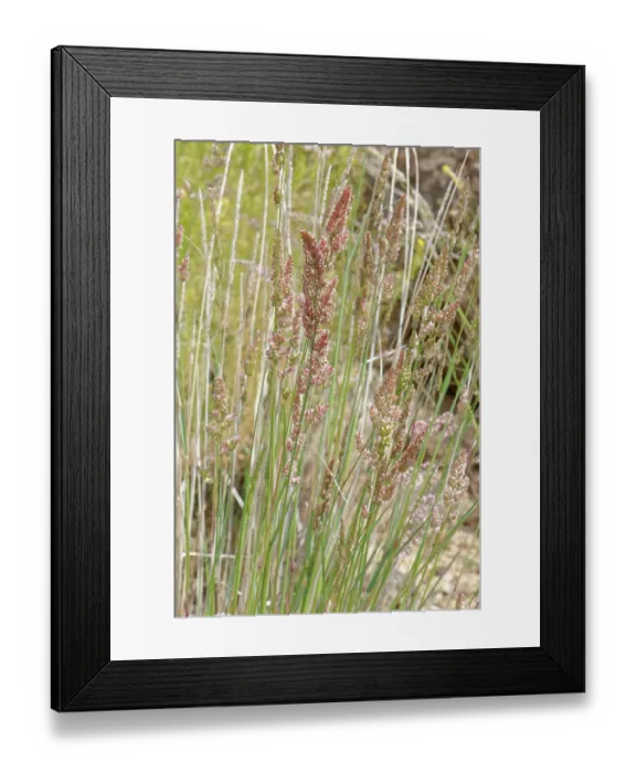 Framed Print : Caldera false oat-grass (Arrhenatherum calderae) clump flowering on volcanic ash, El Portillo Botanical Garden, Teide National Park, Tenerife, Canary Islands. May
