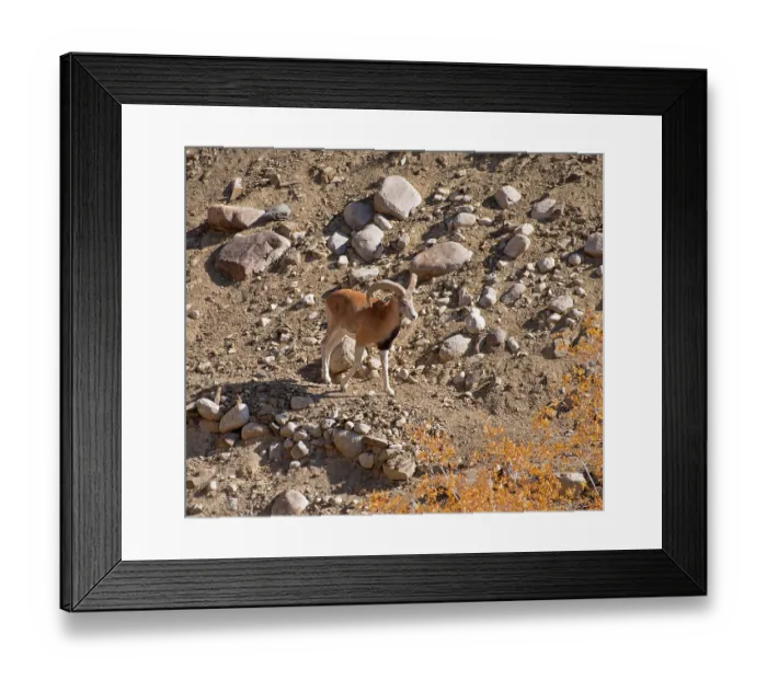 Framed Print : Ladakh urial (Ovis vignei vignei) ram, walking over rocky ground, Hemis Shukpachan village, Ladakh, India Framed Print : Ladakh urial (Ovis vignei vignei) ram, walking over rocky ground, Hemis Shukpachan village, Ladakh, India