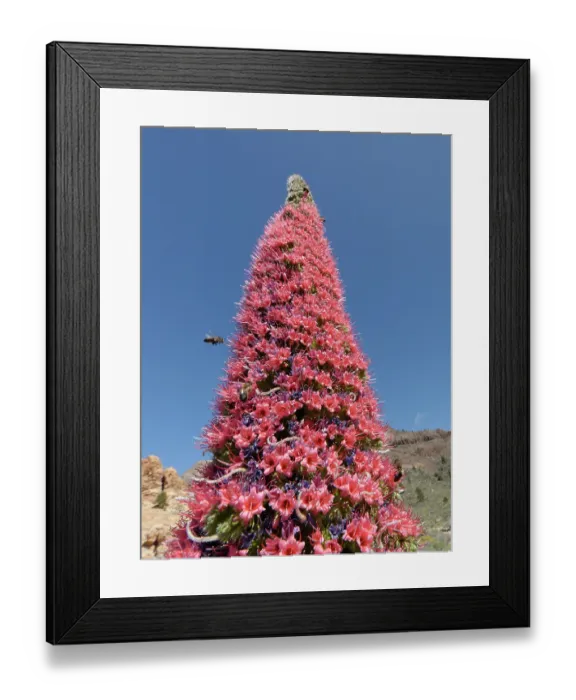 Framed Print : Honey bee (Apis mellifera) nectaring from Mount Teide bugloss (Echium wildpretii) flowers, Teide National Park, Tenerife, Canary Islands. May