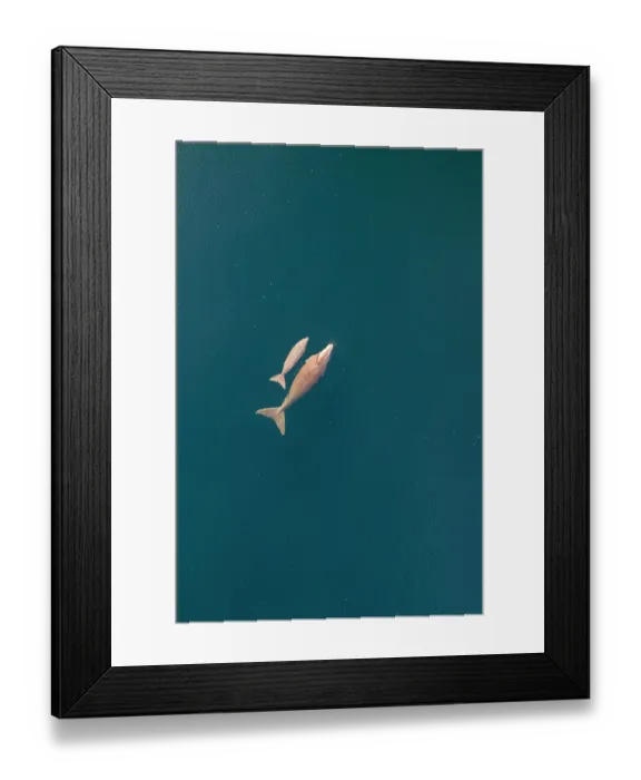 Framed Print : Aerial view of Dugong (Dugong dugon) cow with calf swimming at the water surface, Kei Islands, Moluccas, Indonesia, Pacific Ocean