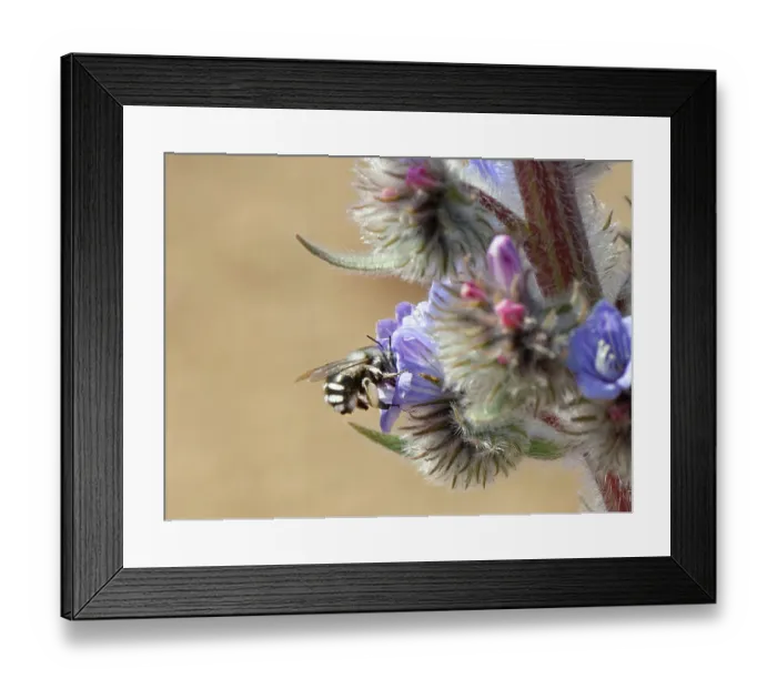 Framed Print : Canary flower bee (Anthophora alluaudi) nectaring from Blue bugloss (Echium auberianum) flowers, Teide National Park, Tenerife, Canary Islands. May Framed Print : Canary flower bee (Anthophora alluaudi) nectaring from Blue bugloss (Echium auberianum) flowers, Teide National Park, Tenerife, Canary Islands. May