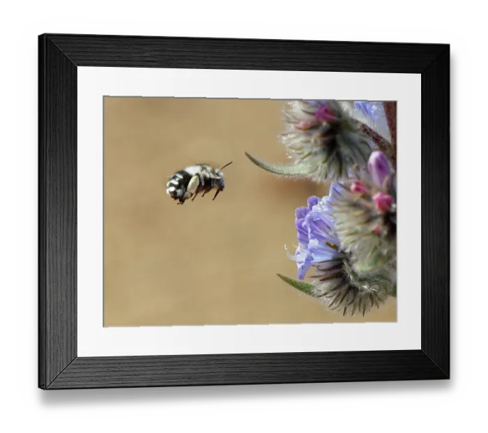 Framed Print : Canary flower bee (Anthophora alluaudi) flying towards Blue bugloss (Echium auberianum) flowers, Teide National Park, Tenerife, Canary Islands. May Framed Print : Canary flower bee (Anthophora alluaudi) flying towards Blue bugloss (Echium auberianum) flowers, Teide National Park, Tenerife, Canary Islands. May
