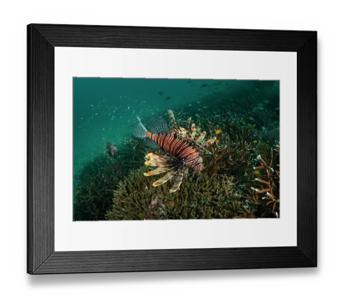 Framed Print : Red lionfish (Pterois volitans) pair hunting a school of Glassfish over a field of pristine table and staghorn corals (Acropora sp) Framed Print : Red lionfish (Pterois volitans) pair hunting a school of Glassfish over a field of pristine table and staghorn corals (Acropora sp)