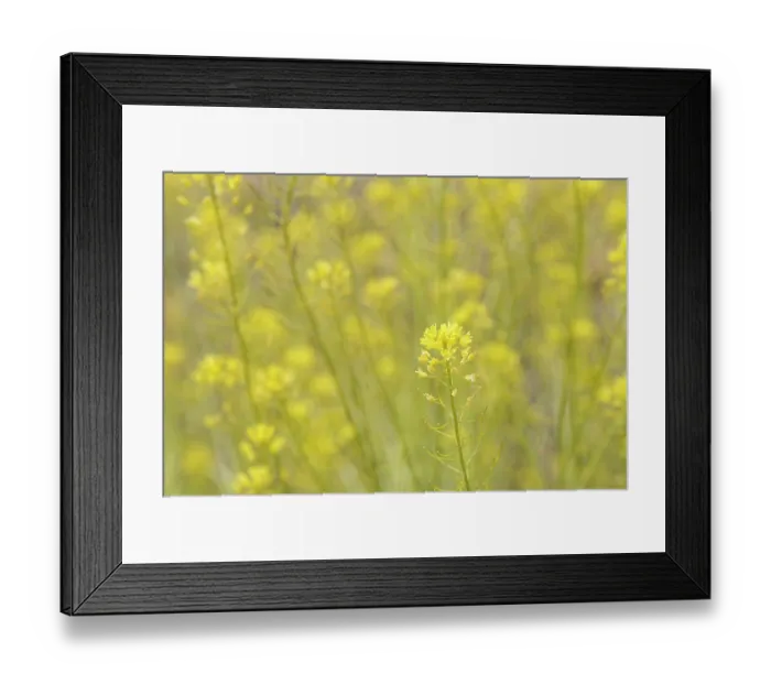 Framed Print : Teide straw (Descurainia bourgaeana) in flower, Teide National Park, Tenerife, Canary Islands. May Framed Print : Teide straw (Descurainia bourgaeana) in flower, Teide National Park, Tenerife, Canary Islands. May