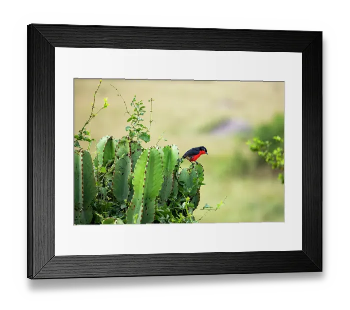 Framed Print : Black-headed gonolek (Laniarius erythrogaster) perched on leaf, Queen Elizabeth National Park, Uganda Framed Print : Black-headed gonolek (Laniarius erythrogaster) perched on leaf, Queen Elizabeth National Park, Uganda