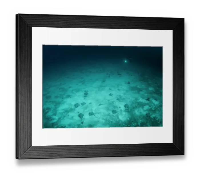 Framed Print : Mask rays (Neotrygon malaccensis) mass aggregation, speculated by scientists to be a reproductive event, on the sandy seafloor, Mu Koh Similan National Park, Phang-nga, Thailand Framed Print : Mask rays (Neotrygon malaccensis) mass aggregation, speculated by scientists to be a reproductive event, on the sandy seafloor, Mu Koh Similan National Park, Phang-nga, Thailand