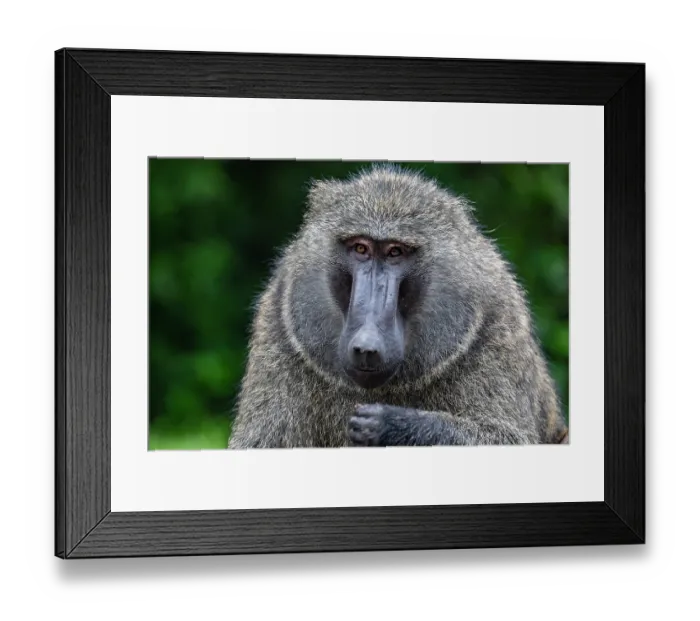 Framed Print : RF - Olive baboon (Papio anubis) head portrait, Uganda. (This image may be licensed either as rights managed or royalty free.) Framed Print : RF - Olive baboon (Papio anubis) head portrait, Uganda. (This image may be licensed either as rights managed or royalty free.)