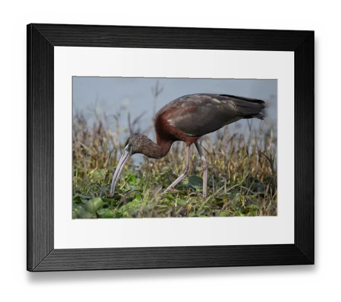 Framed Print : Glossy ibis (Plegadis falcinellus) foraging on riverbank, Keoladeo Ghana National Park, Bharatpur, Rajasthan, India Framed Print : Glossy ibis (Plegadis falcinellus) foraging on riverbank, Keoladeo Ghana National Park, Bharatpur, Rajasthan, India