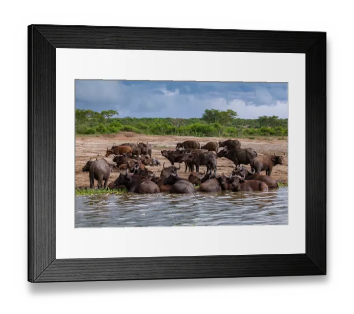 Framed Print : Cape buffalo (Syncerus caffer caffer) herd wallowing in river and resting on riverbank, Kazinga channel, Nile river, Queen Elizabeth National Park, Uganda Framed Print : Cape buffalo (Syncerus caffer caffer) herd wallowing in river and resting on riverbank, Kazinga channel, Nile river, Queen Elizabeth National Park, Uganda