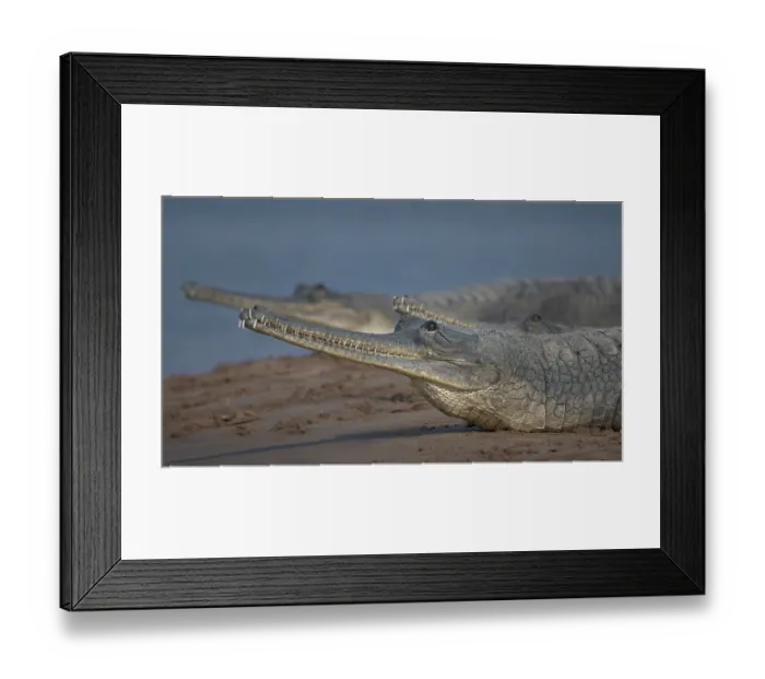 Framed Print : Two Gharials (Gavialis gangeticus) resting on sandy riverbank, Chambal river, Dholpur, Rajastahn, India Framed Print : Two Gharials (Gavialis gangeticus) resting on sandy riverbank, Chambal river, Dholpur, Rajastahn, India