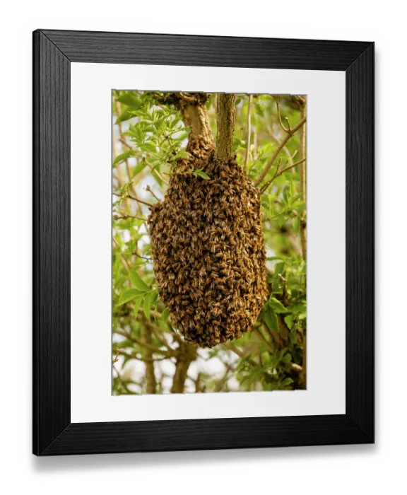 Framed Print : Swarm of Honey bees (Apis mellifera) in an Elder tree (Sambucus nigra), Stroud, Gloucestershire, UK. May