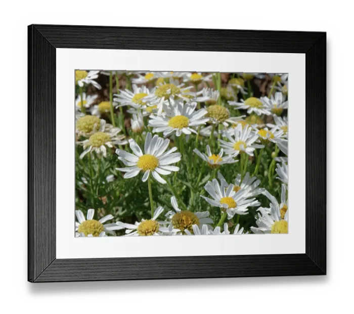 Framed Print : Tenerife daisy (Argyranthemum teneriffae) clump in flower, Teide National Park, Tenerife, Canary Islands. May Framed Print : Tenerife daisy (Argyranthemum teneriffae) clump in flower, Teide National Park, Tenerife, Canary Islands. May
