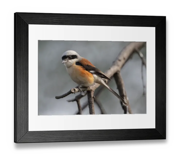 Framed Print : Bay-backed shrike (Lanius vittatus) perched on branch, Keoladeo Ghana National Park, Bharatpur, Rajasthan, India Framed Print : Bay-backed shrike (Lanius vittatus) perched on branch, Keoladeo Ghana National Park, Bharatpur, Rajasthan, India