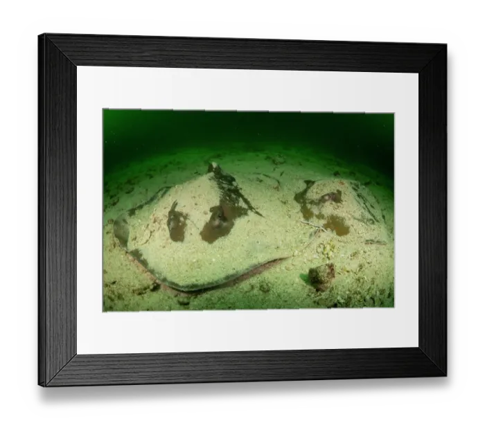 Framed Print : Jenkin's whiprays (Pateobatis jenkinsii) pair, covering themselves with sand while resting on the seafloor, Richelieu Rock, Mu Koh Surin National Park, Phang-nga, Thailand Framed Print : Jenkin's whiprays (Pateobatis jenkinsii) pair, covering themselves with sand while resting on the seafloor, Richelieu Rock, Mu Koh Surin National Park, Phang-nga, Thailand