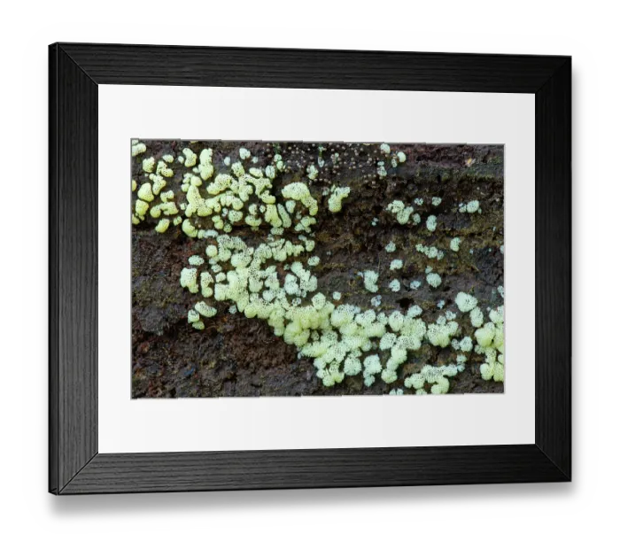 Framed Print : White coral slime mould (Ceratiomyxa fruticulosa var. porioides) growing on damp rotting log, Ebernoe, Sussex, England, UK. October Framed Print : White coral slime mould (Ceratiomyxa fruticulosa var. porioides) growing on damp rotting log, Ebernoe, Sussex, England, UK. October