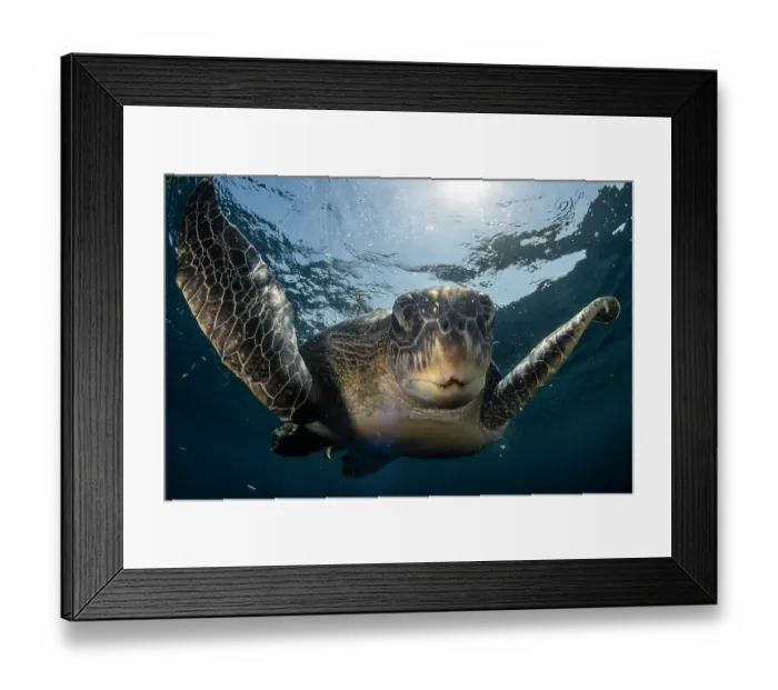 Framed Print : Green sea turtle (Chelonia mydas) swimming near the surface, Koh Miang, Mu Koh Similan National Park, Phang-nga, Thailand, Andaman Sea. Endangered Framed Print : Green sea turtle (Chelonia mydas) swimming near the surface, Koh Miang, Mu Koh Similan National Park, Phang-nga, Thailand, Andaman Sea. Endangered